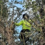 5 Signs It’s Time for Tree Trimming Before Hurricane Season Hits
