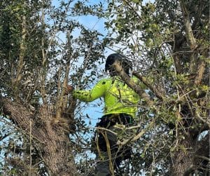 Read more about the article 5 Signs It’s Time for Tree Trimming Before Hurricane Season Hits