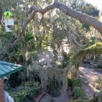 How to Spot Storm-Damaged Trees Before Hurricane Season Starts