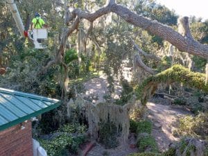 Read more about the article How to Spot Storm-Damaged Trees Before Hurricane Season Starts