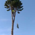Landscaping with Trees: How Proper Tree Placement Enhances Your Outdoor Space