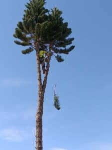 Read more about the article Landscaping with Trees: How Proper Tree Placement Enhances Your Outdoor Space