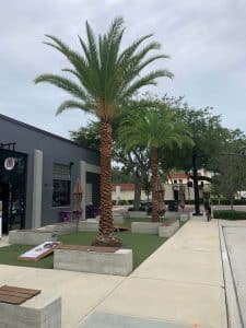 Read more about the article 5 Winter Tree Care Tips for Central Florida Homeowners