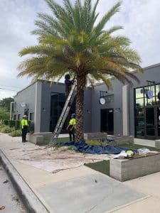 Read more about the article Why Tree Risk Assessments Are Essential for Orlando Homeowners