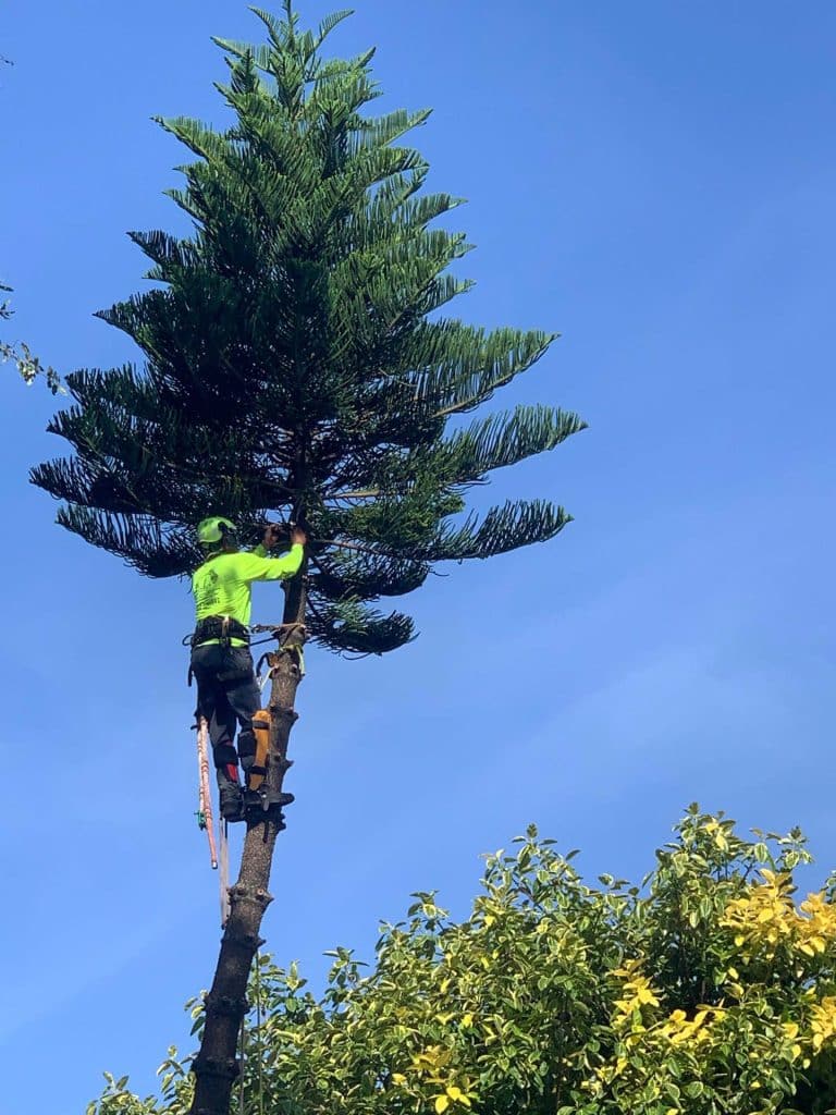 A employee on top of a tree