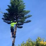 The Importance of Tree Trimming & Beyond for a Healthy Property in 2024