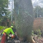 The Importance of Professional Tree Removal: Safety and Efficiency Tips