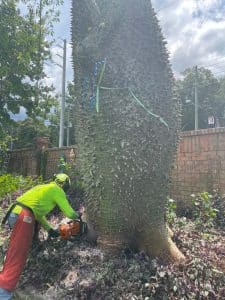 Read more about the article The Importance of Professional Tree Removal: Safety and Efficiency Tips