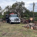 Why Tree Removal Isn’t a DIY Job (Even If You Have a Chainsaw)