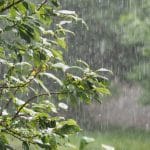 Can Heavy Rain Weaken the Roots of Your Trees?