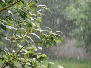 Read more about the article Can Heavy Rain Weaken the Roots of Your Trees?