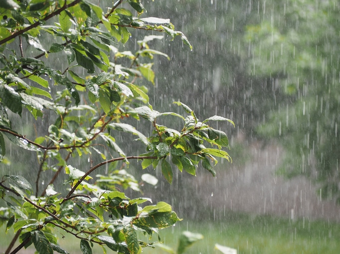 You are currently viewing Can Heavy Rain Weaken the Roots of Your Trees?